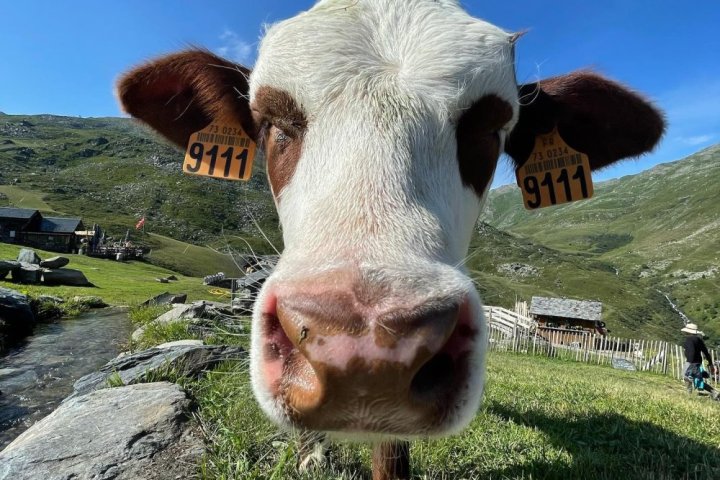 Alps Farm Guided Tour & Cheese Tasting Experience