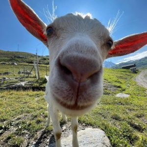 Alps Farm Guided Tour & Cheese Tasting Experience