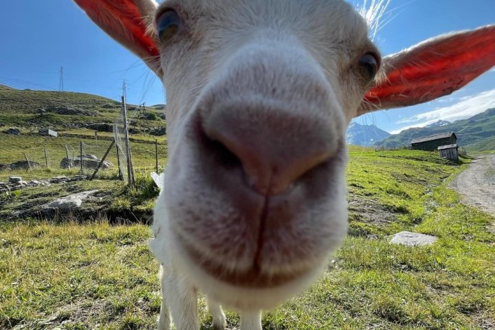 Alps Farm Guided Tour & Cheese Tasting Experience