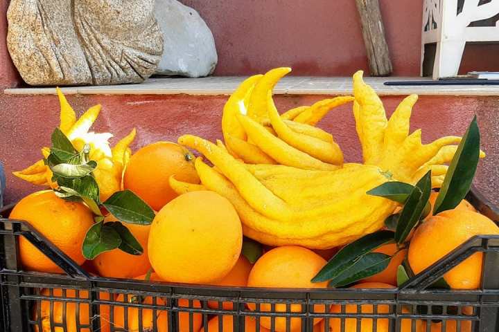 Murcia Citrus Tour Experience