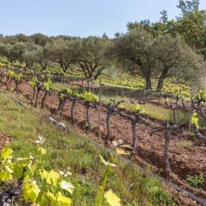 Provence Estate Visit & Wine Tasting Experience