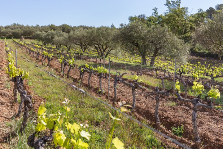 Provence Estate Visit & Wine Tasting Experience