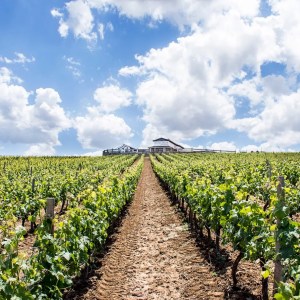 Ronda Wine Tour & Tasting Experience