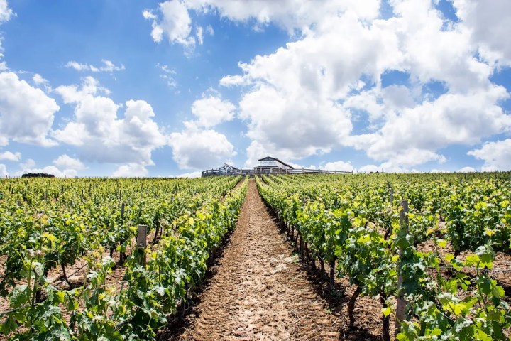 Ronda Wine Tour & Tasting Experience