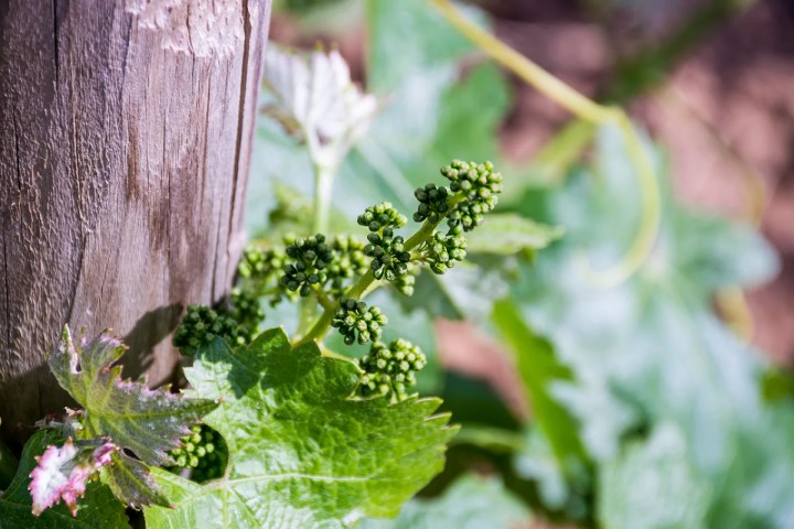 Ronda Wine Tour & Tasting Experience