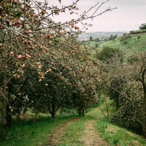 Asturias Cider Origins Experience