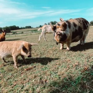 Brittany Guided Farm Tour Experience