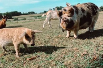Brittany Guided Farm Tour Experience