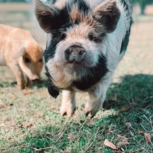 Brittany Guided Farm Tour Experience