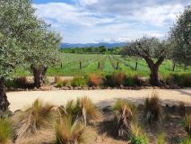Provence Wine & Cheese Experience