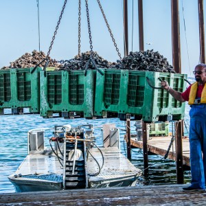 Montpellier Oysters Experience