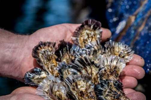 Montpellier Oysters Experience