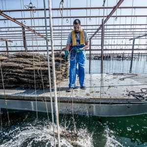 Montpellier Oysters Experience