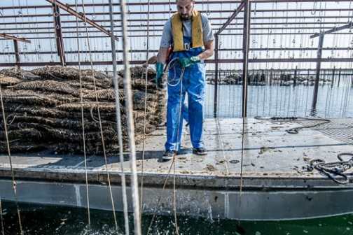 Montpellier Oysters Experience
