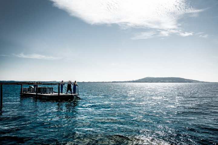 Montpellier Oysters Experience