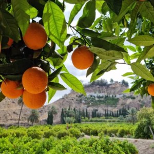 Murcia Citrus Tour Experience