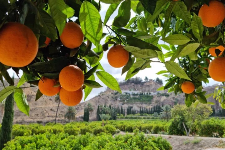 Murcia Citrus Tour Experience
