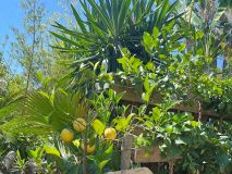 Provence Citrus Estate Guided Tour Experience