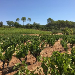 Provence Estate Visit & Wine Tasting Experience