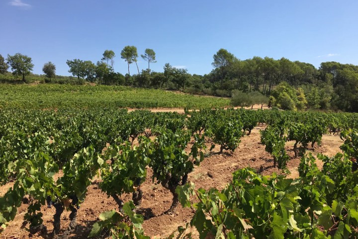 Provence Estate Visit & Wine Tasting Experience