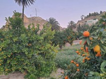 Murcia Citrus Tour Experience