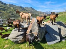 Alps Farm Guided Tour & Cheese Tasting Experience