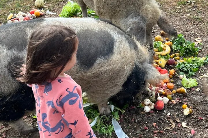 Brittany Guided Farm Tour Experience
