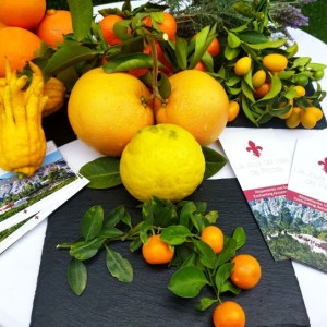 Murcia Citrus Tour Experience