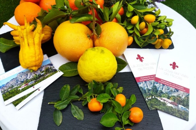 Murcia Citrus Tour Experience