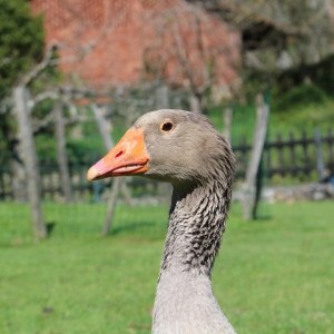 Asturias Authentic Farm Experience