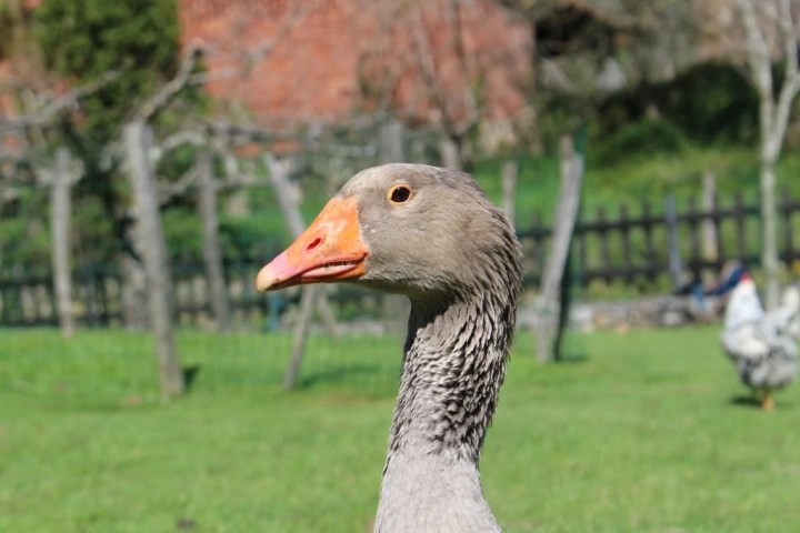 Asturias Authentic Farm Experience