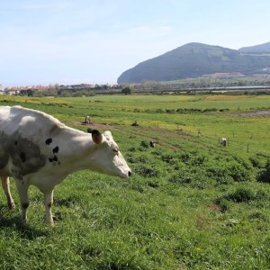 Cantabria Artisan Ice Cream Workshop Experience