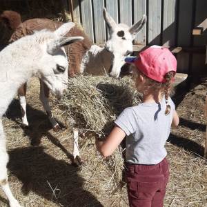 Loire Discovery Walk with Llamas & Alpacas Experience
