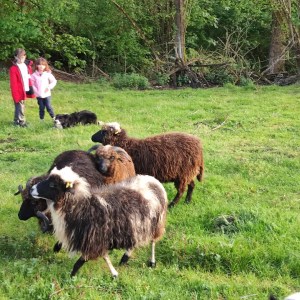 Asturias Authentic Farm Experience