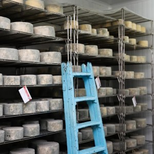 Navarra Cheese Experience