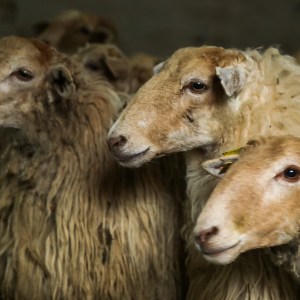 Navarra Cheese Experience