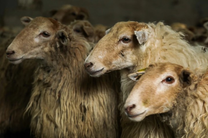 Navarra Cheese Experience