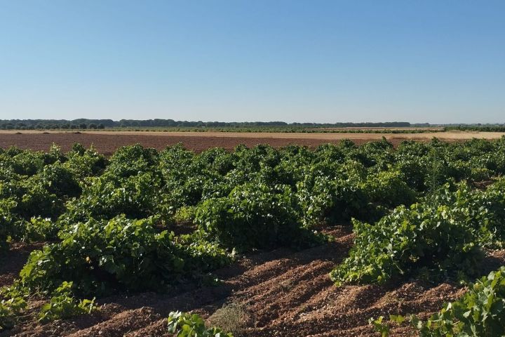 Castilla-La Mancha Essence of Royal Fields Experienc