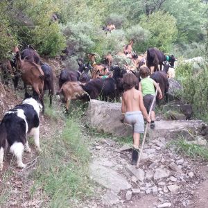 Aragon Animal Farm Experience