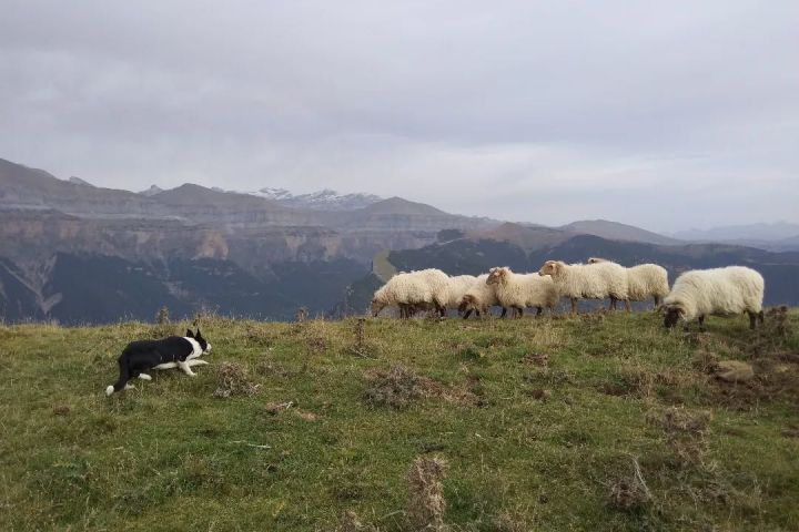 Aragon Animal Farm Experience