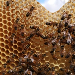 Naples Bee Tour & Picnic Experience