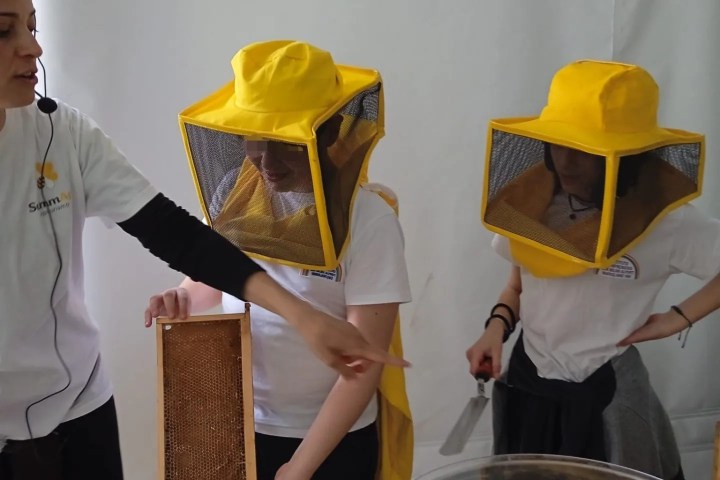 Naples Bee Tour & Picnic Experience