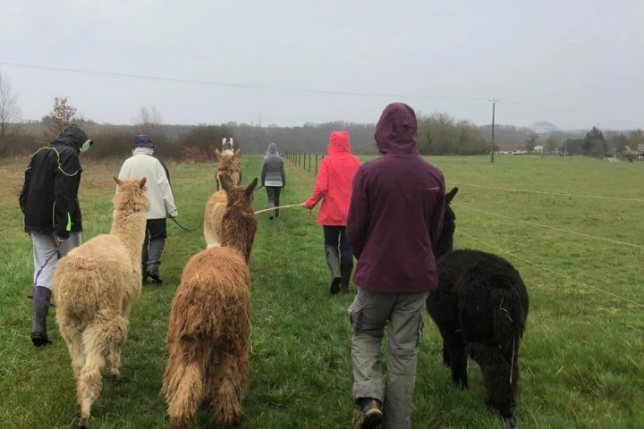 Loire Discovery Walk with Llamas & Alpacas Experience