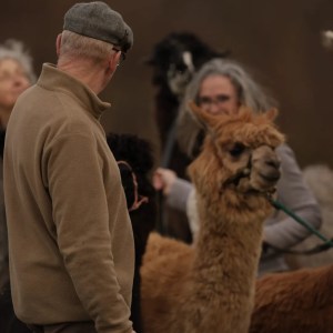 Loire Discovery Walk with Llamas & Alpacas Experience