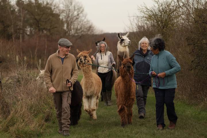 Loire Discovery Walk with Llamas & Alpacas Experience
