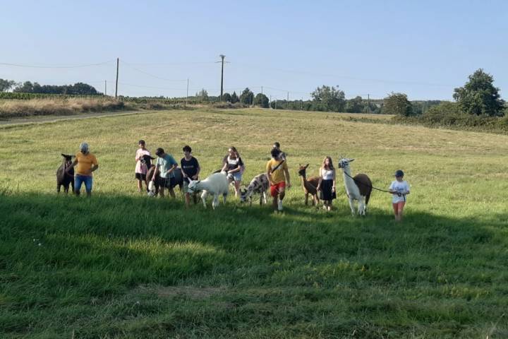 Loire Discovery Walk with Llamas & Alpacas Experience