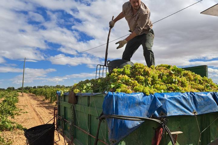 Castilla-La Mancha Essence of Royal Fields Experienc