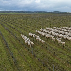 Extremadura Wine & Tapas Experience