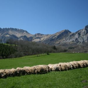 Navarra Cheese Experience