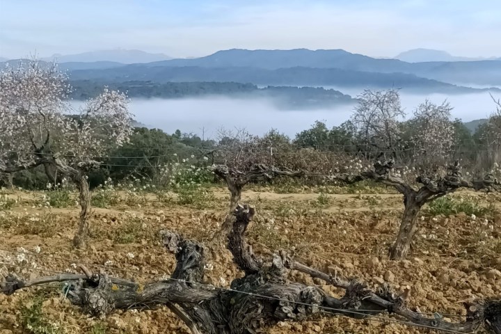 Aragon Guided Tour & Wine Tasting Experience